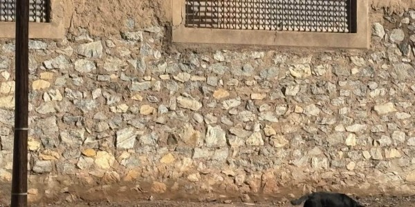 开云APP-TA：为筹备2030年世界杯，摩洛哥正在全国范围内扑杀流浪狗